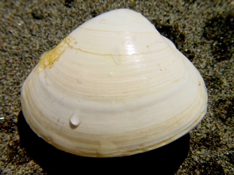 Mactra stultorum (=Mactra corallina)